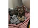 Roo, Domestic Shorthair For Adoption In Spring Lake, New Jersey