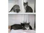 Valka, Astrid, Grimmel And Hiccup, Domestic Shorthair For Adoption In