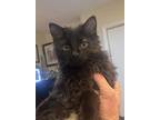 Dale, Domestic Longhair For Adoption In Southbury, Connecticut