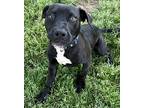 Easy Peasy, American Pit Bull Terrier For Adoption In Richmond, Virginia
