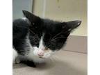 Riddle, Domestic Shorthair For Adoption In Salisbury, Maryland