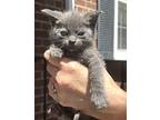 Berry Litter: Strawberry, Domestic Mediumhair For Adoption In Rockville