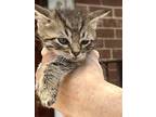Berry Litter: Cranberry, Domestic Mediumhair For Adoption In Rockville, Maryland