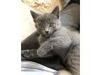 Berry Kitten: Blackberry, Domestic Mediumhair For Adoption In Rockville