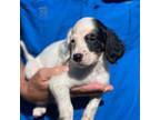 English Setter Puppy for sale in Wills Point, TX, USA
