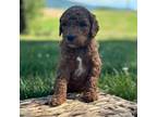 Goldendoodle Puppy for sale in Bedford, PA, USA