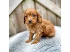 Cavapoo Puppy for sale in Walnut, MS, USA