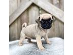 Pug Puppy for sale in Walnut, MS, USA