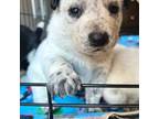 Australian Cattle Dog Puppy for sale in Ramona, CA, USA