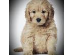 Goldendoodle Puppy for sale in Palm Beach, FL, USA