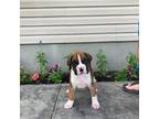 Boxer Puppy for sale in Milford, IN, USA