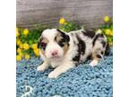 Miniature Australian Shepherd Puppy for sale in Picayune, MS, USA