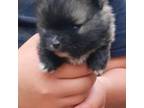 Pomeranian Puppy for sale in Burlington, NC, USA