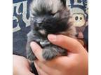 Pomeranian Puppy for sale in Burlington, NC, USA