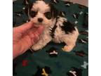 Mutt Puppy for sale in Ocala, FL, USA
