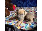 Cane Corso Puppy for sale in Burbank, IL, USA