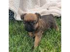 Brussels Griffon Puppy for sale in Niles, MI, USA