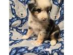 Miniature Australian Shepherd Puppy for sale in Bend, OR, USA