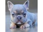 French Bulldog Puppy for sale in Rogersville, MO, USA