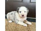 Australian Shepherd Puppy for sale in Morrowville, KS, USA