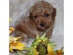 Poodle (Toy) Puppy for sale in Ivanhoe, TX, USA