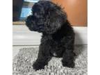 Cavapoo Puppy for sale in Equality, IL, USA