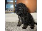 Cavapoo Puppy for sale in Equality, IL, USA
