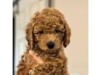 Mutt Puppy for sale in Mesa, AZ, USA