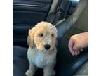 Goldendoodle Puppy for sale in Whittier, CA, USA