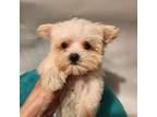 Maltese Puppy for sale in Momence, IL, USA