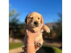 Mutt Puppy for sale in Cave Creek, AZ, USA