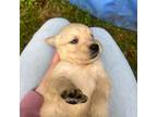 Golden Retriever Puppy for sale in Tacoma, WA, USA
