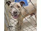 Adopt 19001 a Pit Bull Terrier