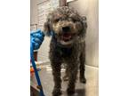 Adopt WILLOW a Poodle