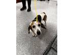 Adopt TEXI a Beagle, Mixed Breed