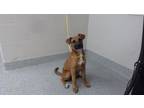 Adopt CINNAMON a Black Mouth Cur, Mixed Breed