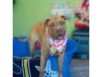 Adopt Pinky a Mixed Breed
