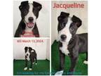 Adopt Jacqueline a Mixed Breed