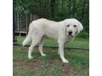 Adopt (Hold) Cassie a Great Pyrenees