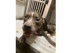 Adopt Wilma a Staffordshire Bull Terrier