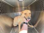 Adopt SOUTH a Carolina Dog, Mixed Breed