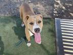 Adopt HAZEL a Pit Bull Terrier, Mixed Breed
