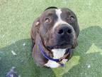 Adopt FRANCINE a Pit Bull Terrier