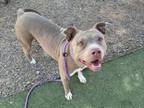 Adopt MOMMA a Pit Bull Terrier