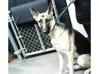 Adopt RHONDA a German Shepherd Dog