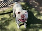 Adopt SWEET PEA a Pit Bull Terrier, Mixed Breed