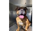 Adopt QT a Pit Bull Terrier, Mixed Breed