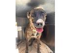 Adopt GALVA a Pit Bull Terrier, Mixed Breed