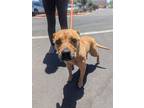 Adopt ALISON a Pit Bull Terrier, Mixed Breed