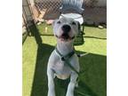 Adopt CHERRY a Pit Bull Terrier